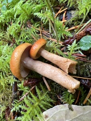 Lactarius subviscidus