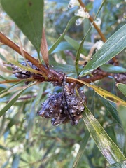 Hakea ulicina