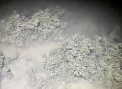 Nitella hyalina