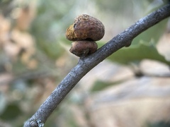 Heteroecus sanctaeclarae