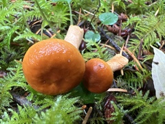 Lactarius subviscidus
