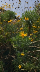 Euryops chrysanthemoides