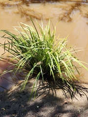 Lomandra hystrix