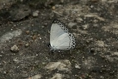 Lycaenopsis haraldus