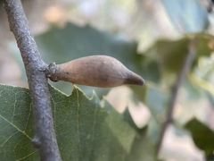 Heteroecus pacificus