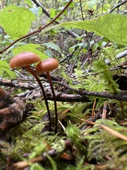 Heimiomyces fulvipes