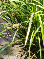 Lomandra hystrix