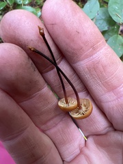 Heimiomyces fulvipes