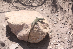 Aspidoscelis marmoratus