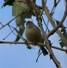 Acanthiza reguloides