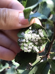 Aleuroplatus coronata