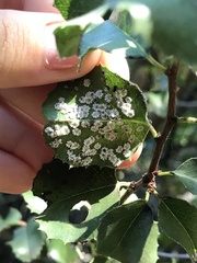 Aleuroplatus coronata