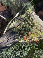 Cladonia floerkeana