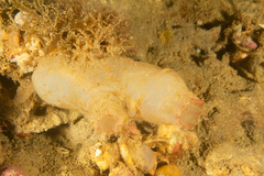Ascidiella aspersa