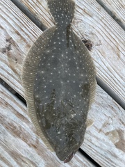 Paralichthys lethostigma