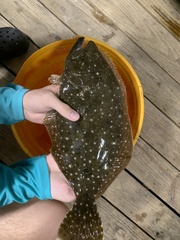 Paralichthys lethostigma