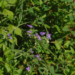Tradescantia ohiensis