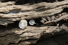 Mycena carmeliana