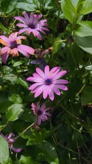 Dimorphotheca jucunda