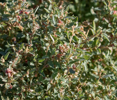 Atriplex semibaccata