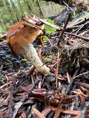 Pholiota velaglutinosa