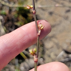 Polygonum ramosissimum
