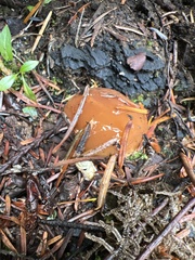 Pholiota velaglutinosa