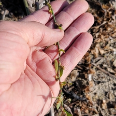 Polygonum ramosissimum