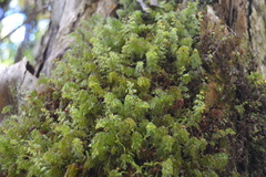 Hymenophyllum lanceolatum
