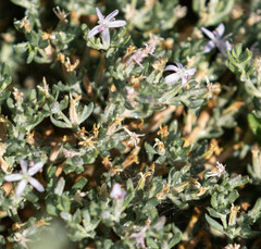 Frankenia salina