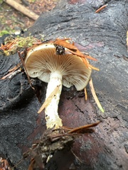 Pholiota velaglutinosa