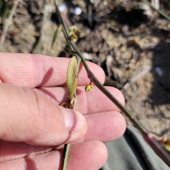 Polygonum ramosissimum