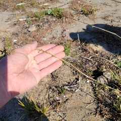 Polygonum ramosissimum