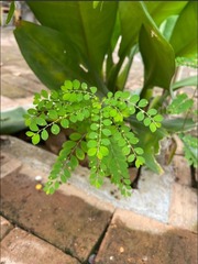 Phyllanthus tenellus