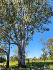 Eucalyptus tereticornis