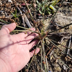 Polygonum ramosissimum