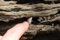 Mycena carmeliana