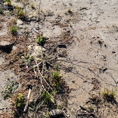 Polygonum ramosissimum