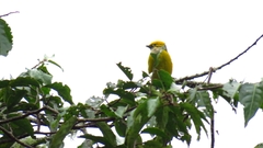 Tangara icterocephala