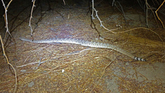 Crotalus ruber ruber