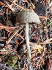 Psathyrella pennata