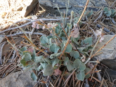 Eriogonum panamintense