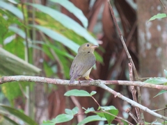 Ceratopipra mentalis