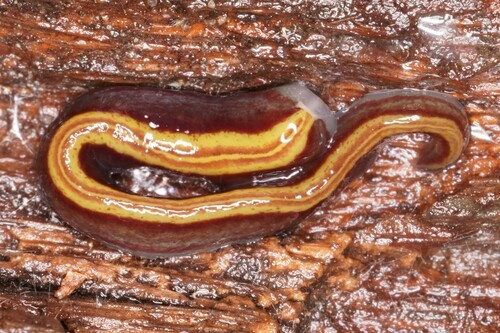 two-tone planarian, Wageningen, Netherlands, photo 7 of 10