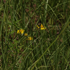 Helenium amarum