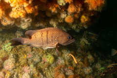 Acanthistius patachonicus