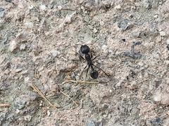 Messor aciculatus