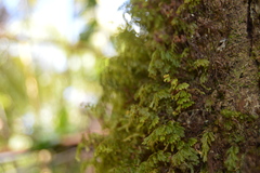 Hymenophyllum lanceolatum