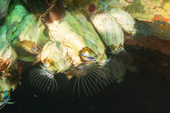 Austromegabalanus psittacus