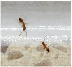 Monomorium pharaonis